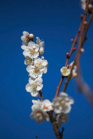 white plum blooming on brance tree blue skyの写真素材