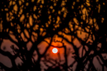 red sunset between branch tree silhouetteの写真素材