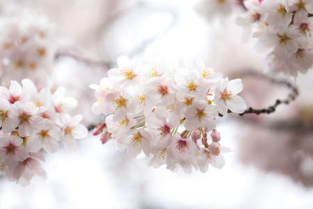 blooming sakura flowers close up photoの写真素材