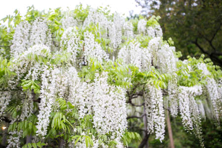 white wisteria flower tree blooming in gardenの写真素材