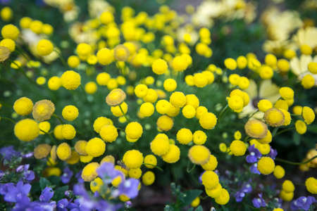 small circle yellow flowers green leaves  in gardenの写真素材
