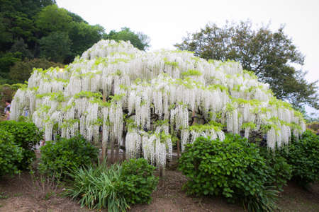 white wisteria flower tree blooming in gardenの写真素材