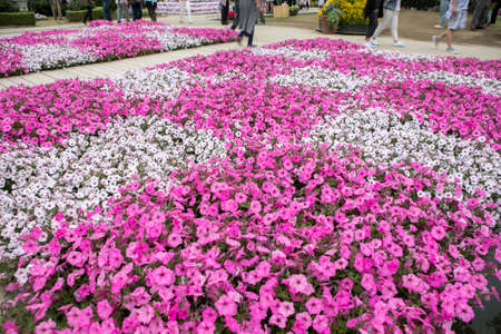 small pink and white flowers bloom in gardenの写真素材