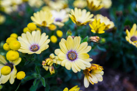 blooming yellow flower brown pollen green leavesの写真素材