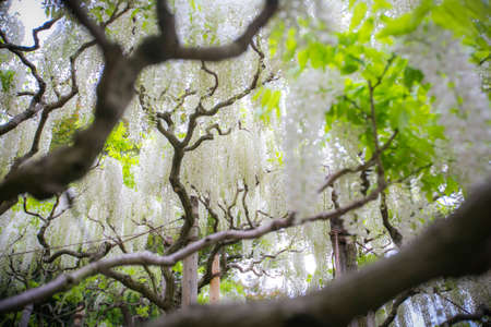 white wisteria flower tree blooming in gardenの写真素材