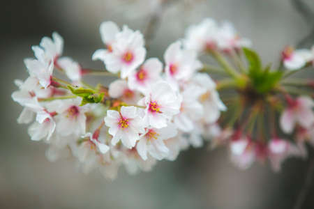 japanese sakura bloosoms spring season closeup shotの写真素材