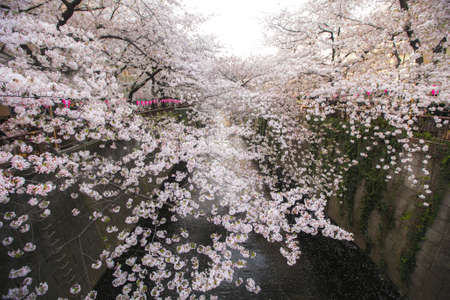 enjoy blooming meguro sakura festival cherry blossom festival in tokyo, japanの写真素材