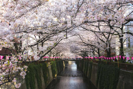 meguro river cherry blossoms sakura festival soft filterの写真素材
