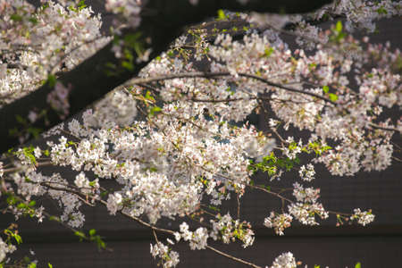 meguro river cherry blossoms sakura festival soft filterの写真素材