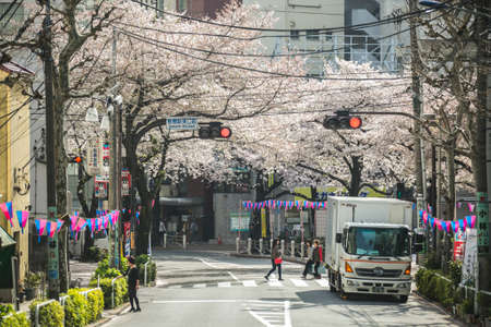 Tokyo, Japan March 29,2018 : cherry blossoms blooming between street road in tokyo japanのeditorial素材