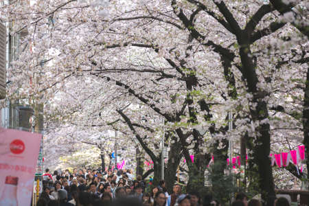 Tokyo, Japan March 29,2018 : people are walking at meguro sakura festival soft filterのeditorial素材