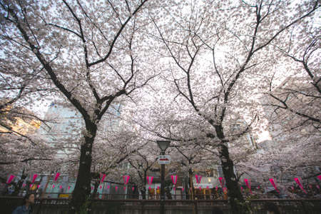 Tokyo, Japan March 29,2018 : cherry blossom meguro river sakura festival with laterns pink and whiteのeditorial素材