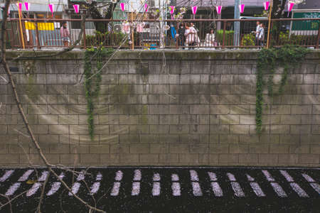 Tokyo, Japan March 29,2018 : meguro river sakura festival cherry blossoms leaves drops on blocks in a riverのeditorial素材