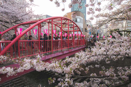 Tokyo, Japan March 29,2018 :  people are watching taking photo and enjoy meguro sakura festival from red bridge Tokyo, Japanのeditorial素材
