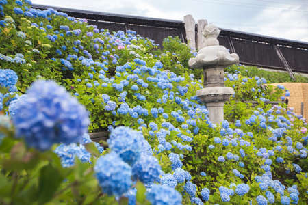 beautiful blooming hydrangea flowers  with stone lamp in gardenの写真素材