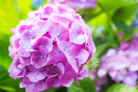 close up beautiful blooming hydrangea flowersの写真素材