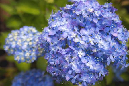 close up beautiful blooming hydrangea flowersの写真素材