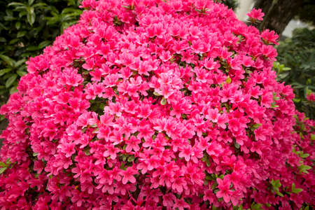 Pink azalea flowers blooming in a gardenの写真素材