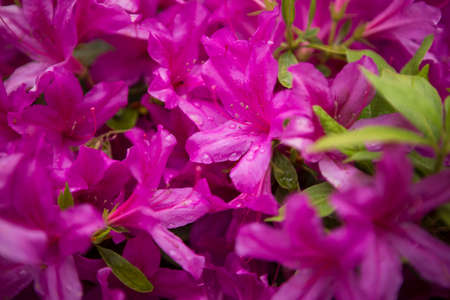 purple blooming purple azalea flower festival close upの写真素材
