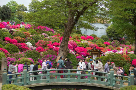 Bunkyo ward/Tokyo,Japan April 24, 2019  people are crossing the bridgh at Bunkyo Azalea Festival is an annual flower festival held at Nezu Shrine.のeditorial素材