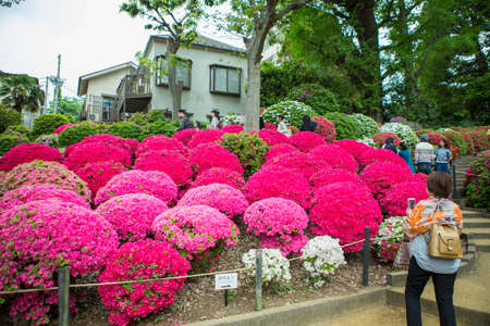 Bunkyo ward/Tokyo,Japan April 24, 2019  Bunkyo Azalea Festival is an annual flower festival held at Nezu Shrineのeditorial素材