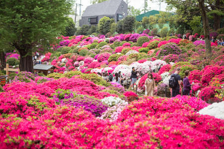 Bunkyo ward/Tokyo,Japan April 24, 2019  Bunkyo Azalea Festival is an annual flower festival held at Nezu Shrine.のeditorial素材