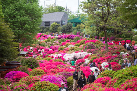 Bunkyo ward/Tokyo,Japan April 24, 2019  Bunkyo Azalea Festival is an annual flower festival held at Nezu Shrine.のeditorial素材