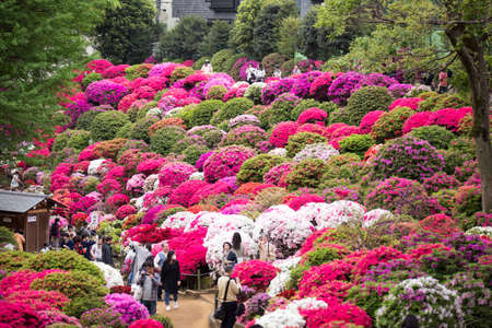 Bunkyo ward/Tokyo,Japan April 24, 2019  Bunkyo Azalea Festival is an annual flower festival held at Nezu Shrine.のeditorial素材