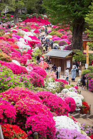 Bunkyo ward/Tokyo,Japan April 24, 2019  Bunkyo Azalea Festival is an annual flower festival held at Nezu Shrine.のeditorial素材