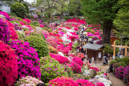 Bunkyo ward/Tokyo,Japan April 24, 2019  Bunkyo Azalea Festival is an annual flower festival held at Nezu Shrine.のeditorial素材