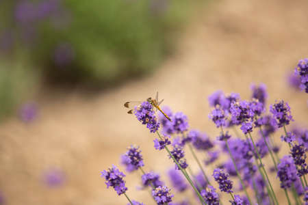 a dragonfly is perching on top of lavender flowersの写真素材