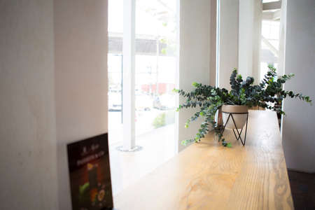 green leaves in a small plant pot stand put on wooden bar in minimal contemporary style place close...