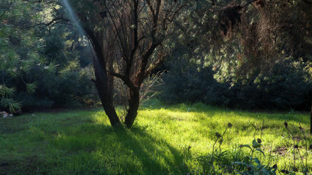 Sunlight in the forest in the morning. Beautiful summer landscape.の写真素材