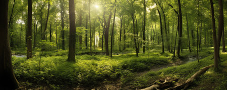 Panorama of panoramic view of a tranquil forest glade, with sunlight filtering through the canopy, lush vegetation, and a sense of serenity that invites quiet contemplationの素材