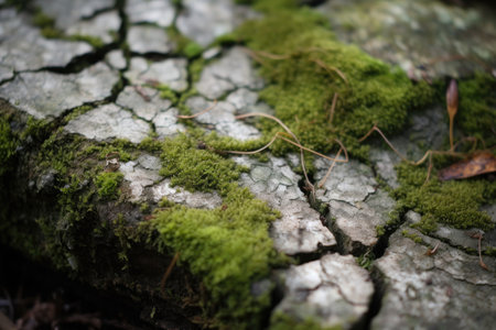 Macro Close-up of Cracked and Chipped Concrete Surface with Moss Growingの素材