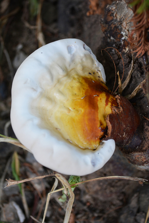 A Mushroom on a tree bark