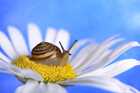 close-up snail on chamomile on blue backgroundの写真素材