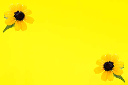 Yellow flowers on a yellow backgroundの写真素材