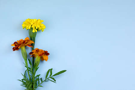yellow and orange flowers on blue backgroundの写真素材