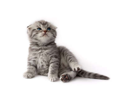 little kitten on a white backgroundの写真素材
