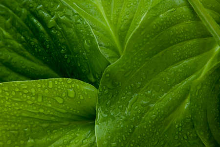 large green leaves pattern background, natural background and wallpaper, leaves textureの写真素材