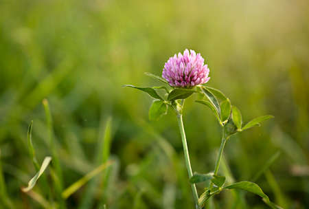 pink clover flower in a field at sunset