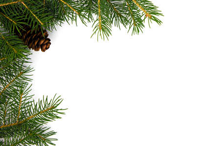 on a white background branches of a Christmas tree with a pine coneの写真素材