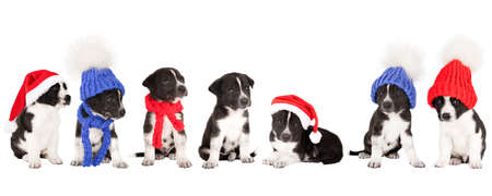 set of small dogs in christmas hats isolatedの写真素材