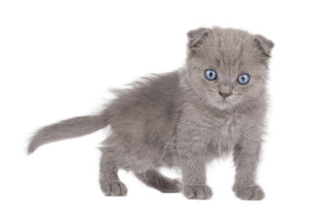 small gray kitten scottish fold with blue eyes isolatedの写真素材