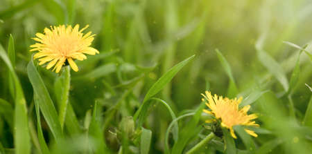 background banner spring flowers dandelionsの写真素材