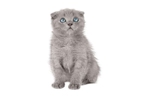 gray little kitten scottish fold with blue eyes isolatedの写真素材