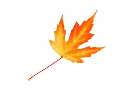 orange with yellow maple leaf isolated on white backgroundの写真素材