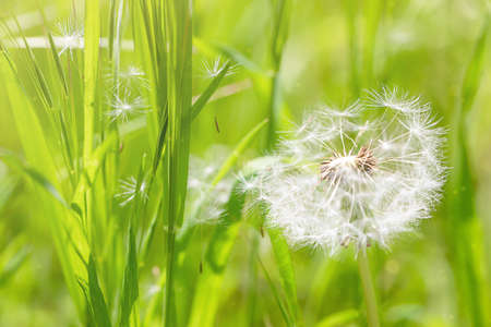 white dandelion in a green meadowの写真素材