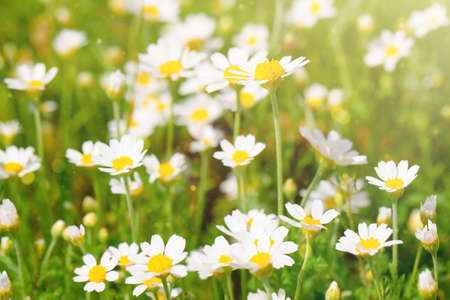 daisies in a field close upの写真素材